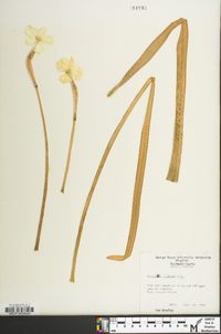 Narcissus biflorus image