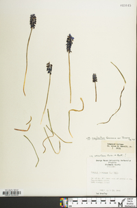 Muscari neglectum image