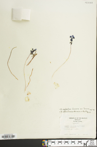 Muscari neglectum image