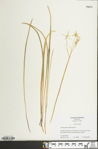 Ornithogalum umbellatum image