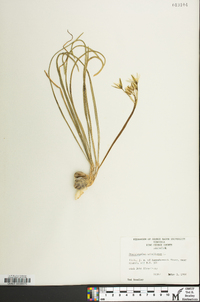 Ornithogalum umbellatum image