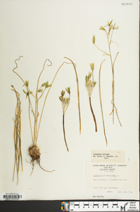 Ornithogalum umbellatum image