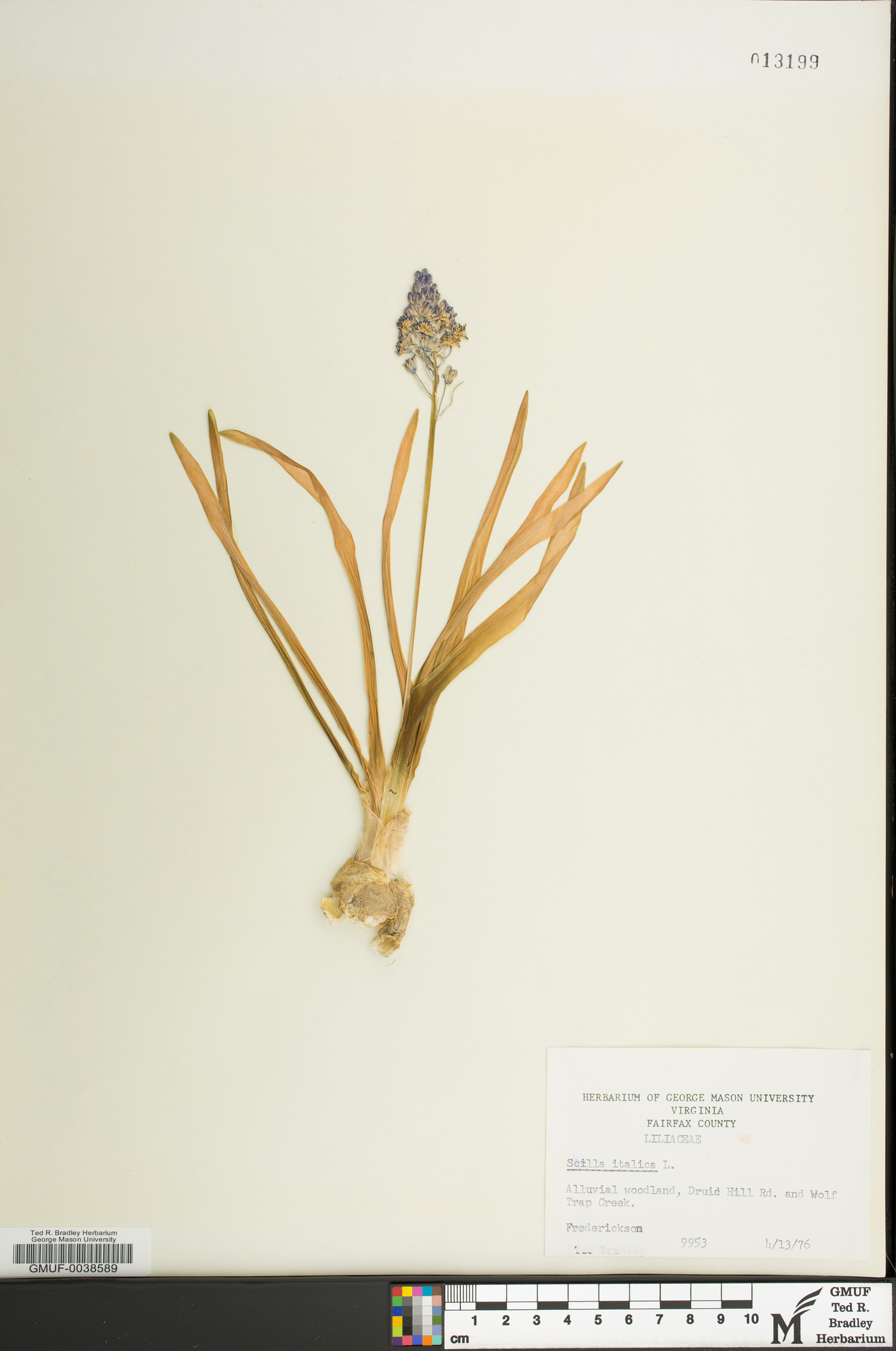 Hyacinthoides italica image