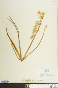 Ornithogalum nutans image