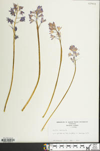 Hyacinthoides italica image