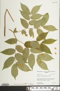 Prosartes lanuginosa image