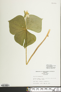 Trillium erectum image