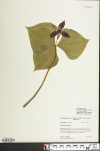 Trillium erectum image