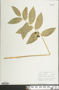 Polygonatum pubescens image