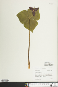 Trillium erectum image