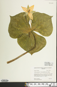 Trillium erectum image