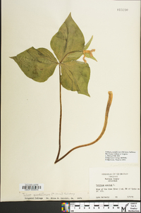 Trillium erectum image