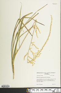 Stenanthium gramineum image