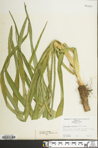 Stenanthium gramineum image