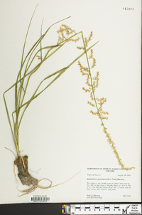 Stenanthium gramineum image