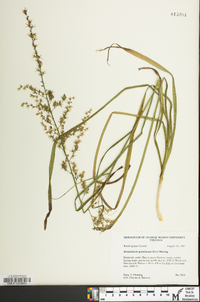 Stenanthium gramineum image