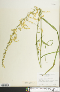 Stenanthium gramineum image