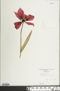 Image of Tulipa eichleri