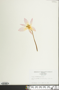 Tulipa kaufmanniana image