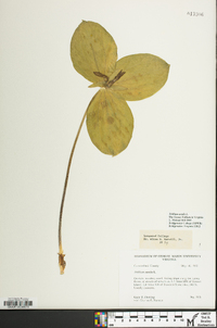 Trillium sessile image