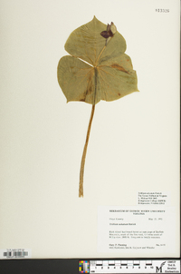 Trillium sulcatum image