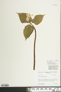 Trillium undulatum image