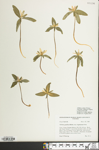 Trillium pusillum image