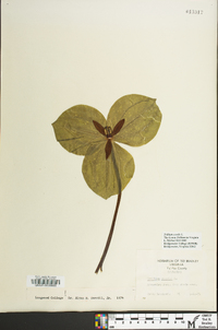 Trillium sessile image