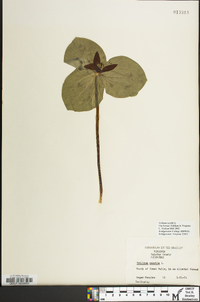 Trillium sessile image