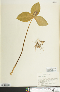 Trillium sessile image