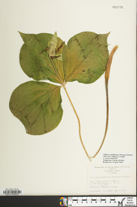 Trillium grandiflorum image