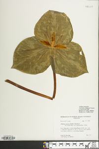 Trillium luteum image