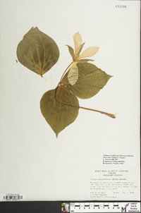 Trillium grandiflorum image