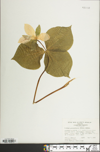 Trillium grandiflorum image