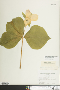 Trillium grandiflorum image