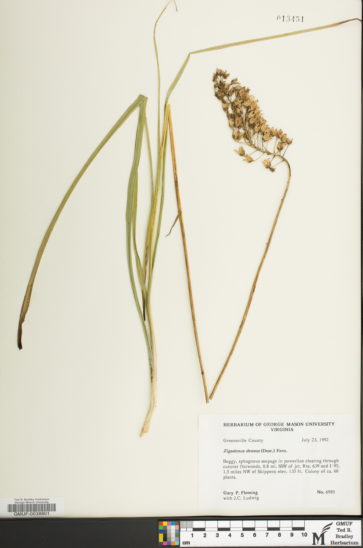 Stenanthium densum image