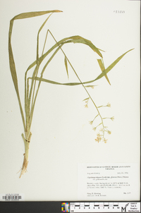 Anticlea elegans subsp. glauca image