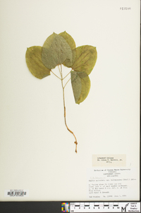 Smilax ecirrhata image