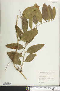 Smilax laurifolia image