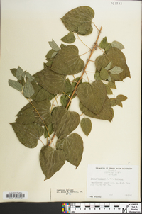 Smilax herbacea image