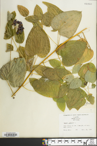 Smilax herbacea image