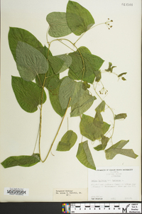 Smilax herbacea image