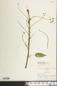 Smilax herbacea image