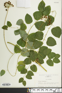 Smilax herbacea image