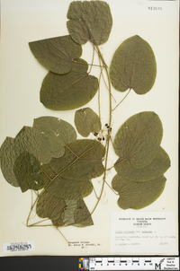 Smilax herbacea image