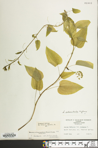 Smilax pulverulenta image