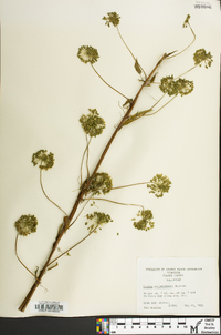 Smilax pulverulenta image