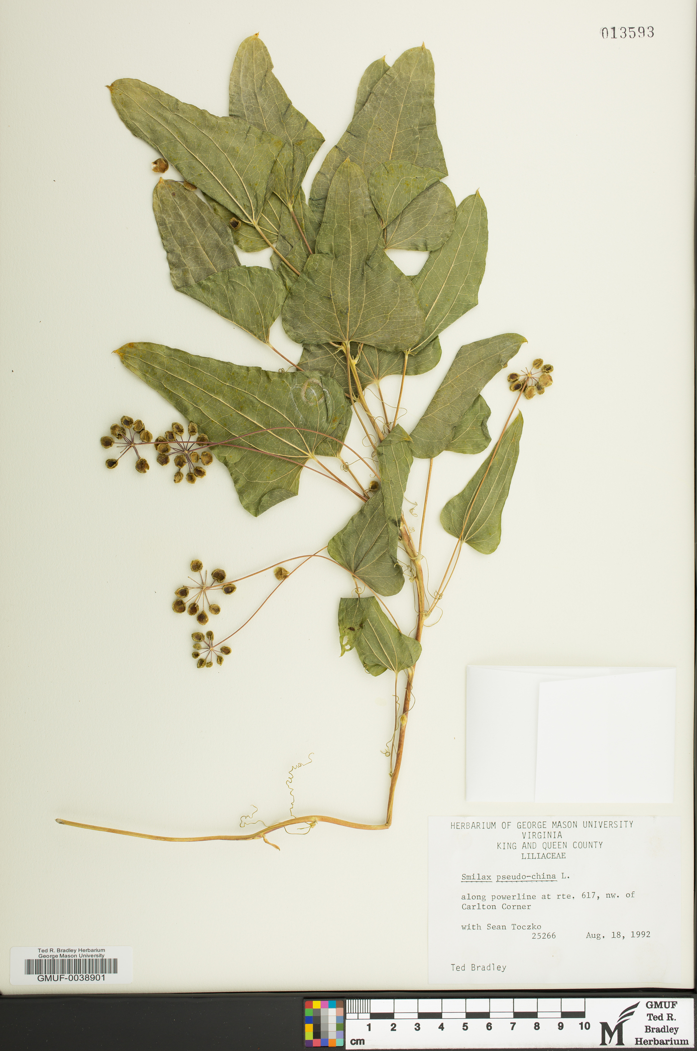 Smilax pseudo-china image
