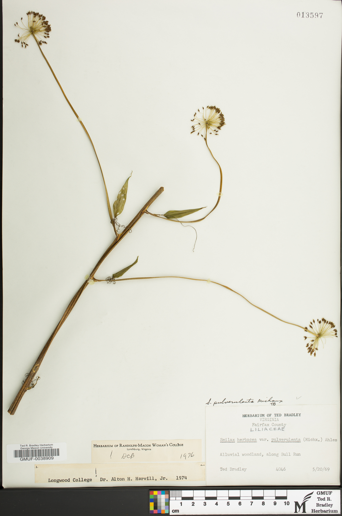 Smilax pulverulenta image