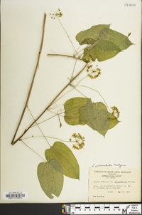 Smilax pulverulenta image